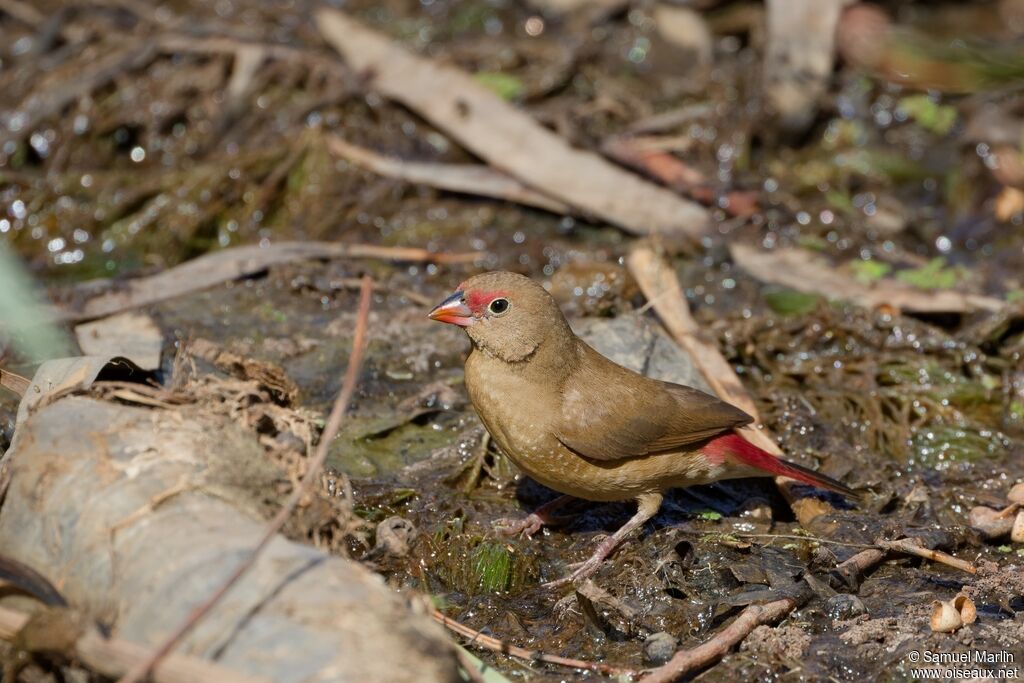 Red-billed Firefinch female adult