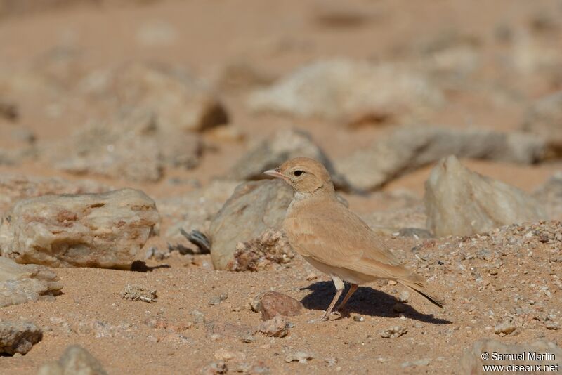 Bar-tailed Larkadult