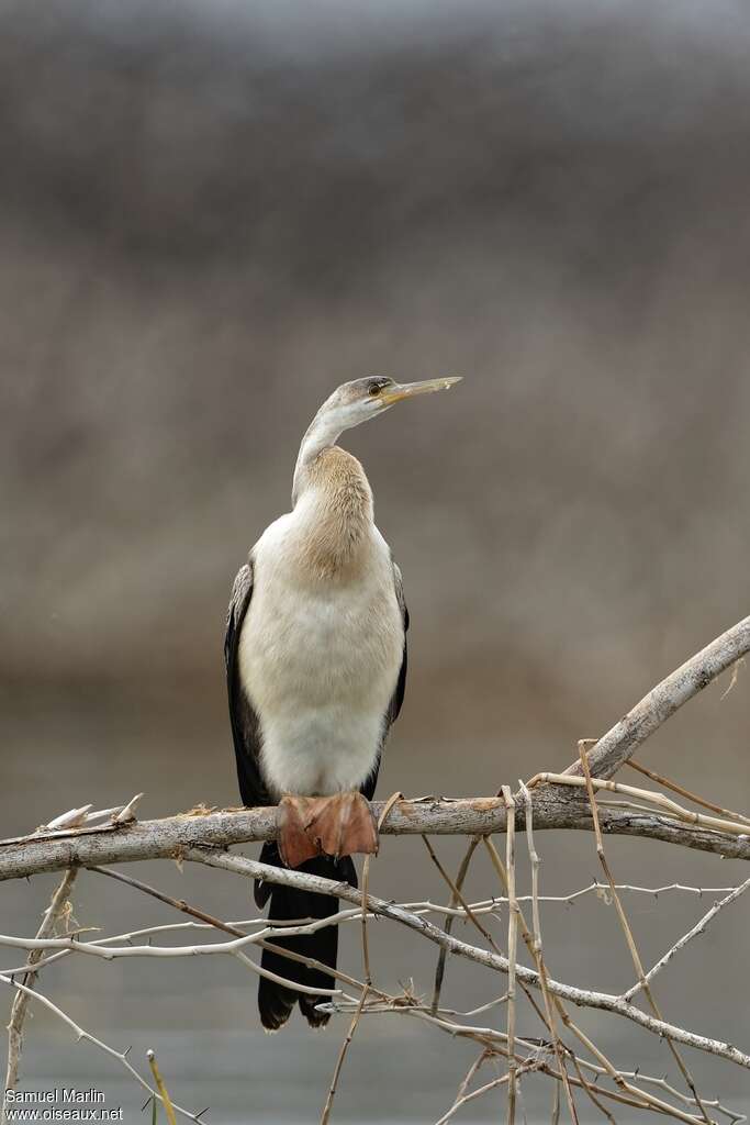 African Darterimmature, identification
