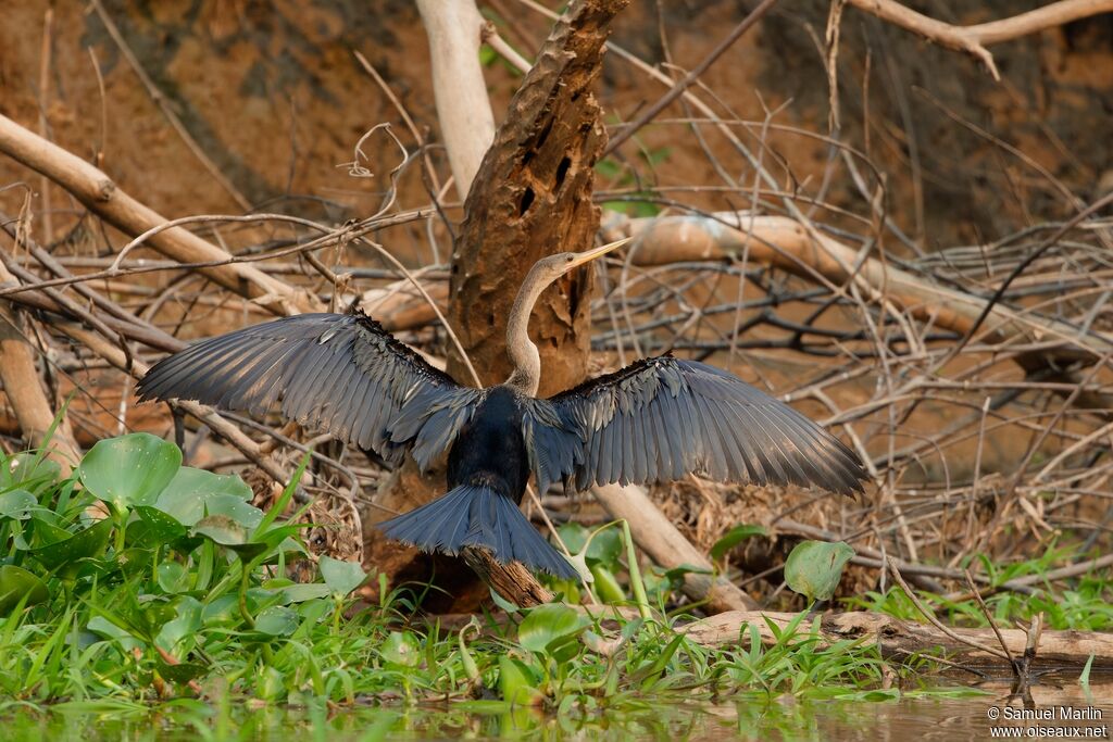 Anhingaadult