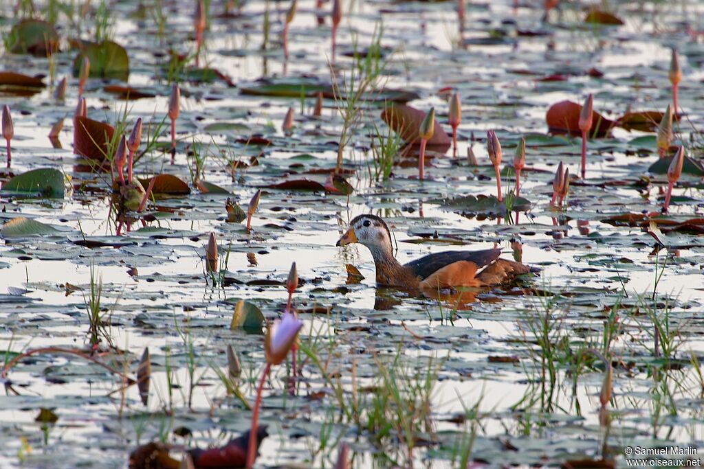 African Pygmy Goose female adult
