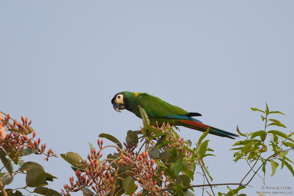 Golden-collared Macawadult