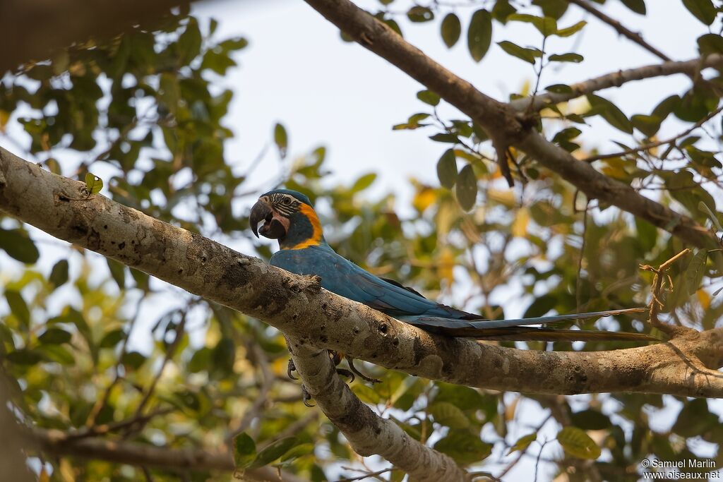 Blue-throated Macawadult