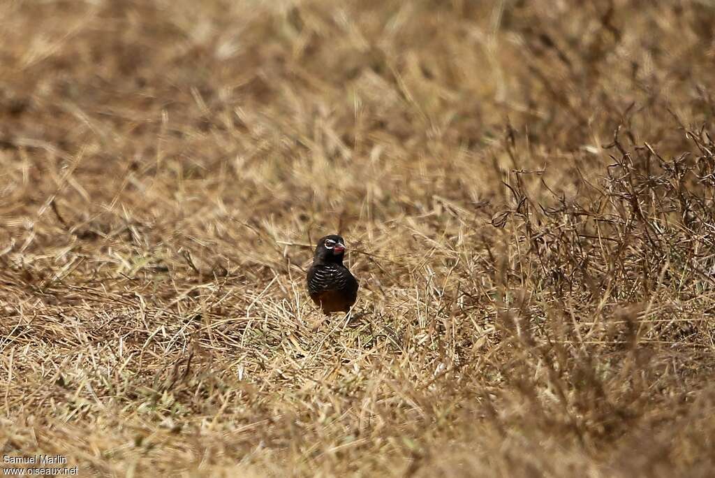 Quailfinch male adult, identification