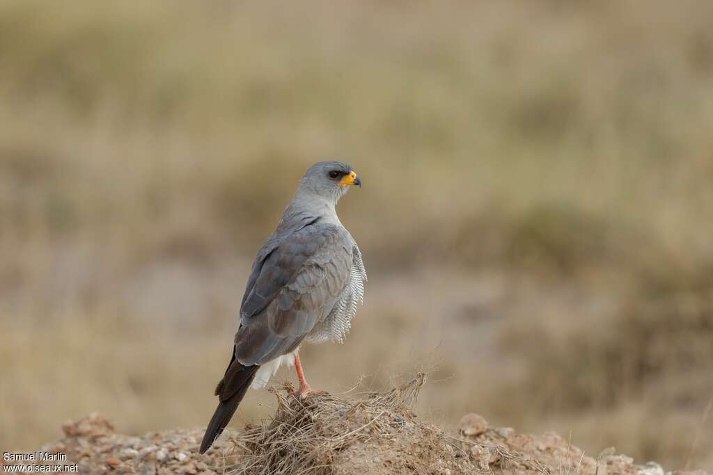 Eastern Chanting Goshawkadult, identification