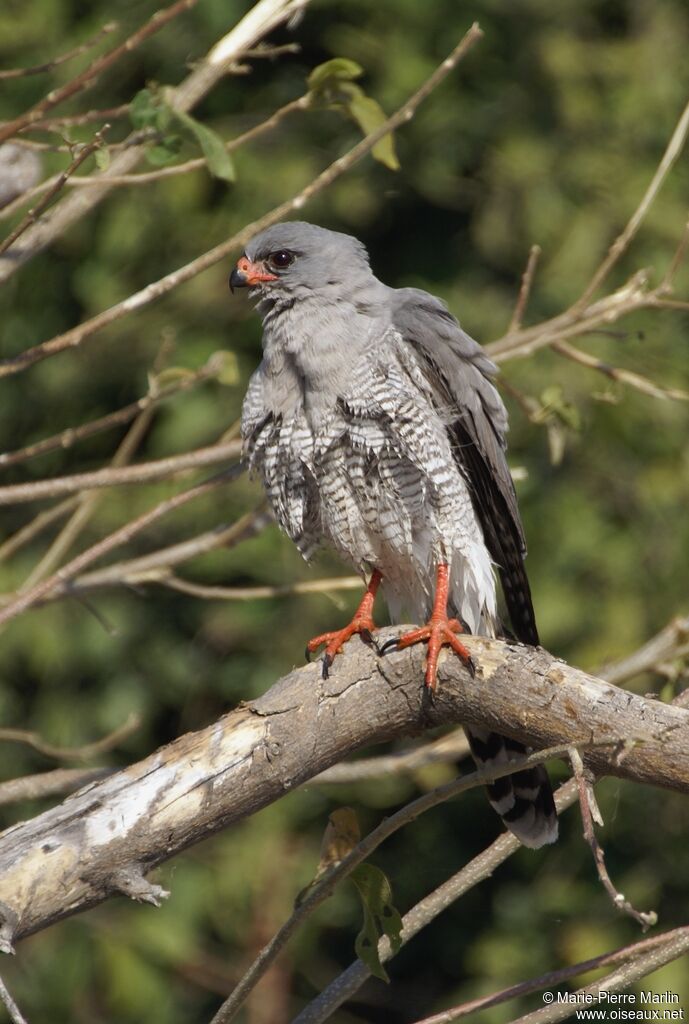 Gabar Goshawkadult
