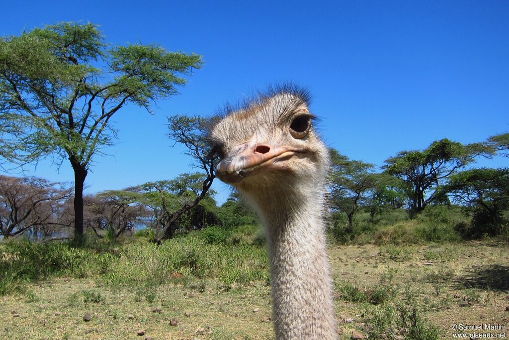 Common Ostrich female adult