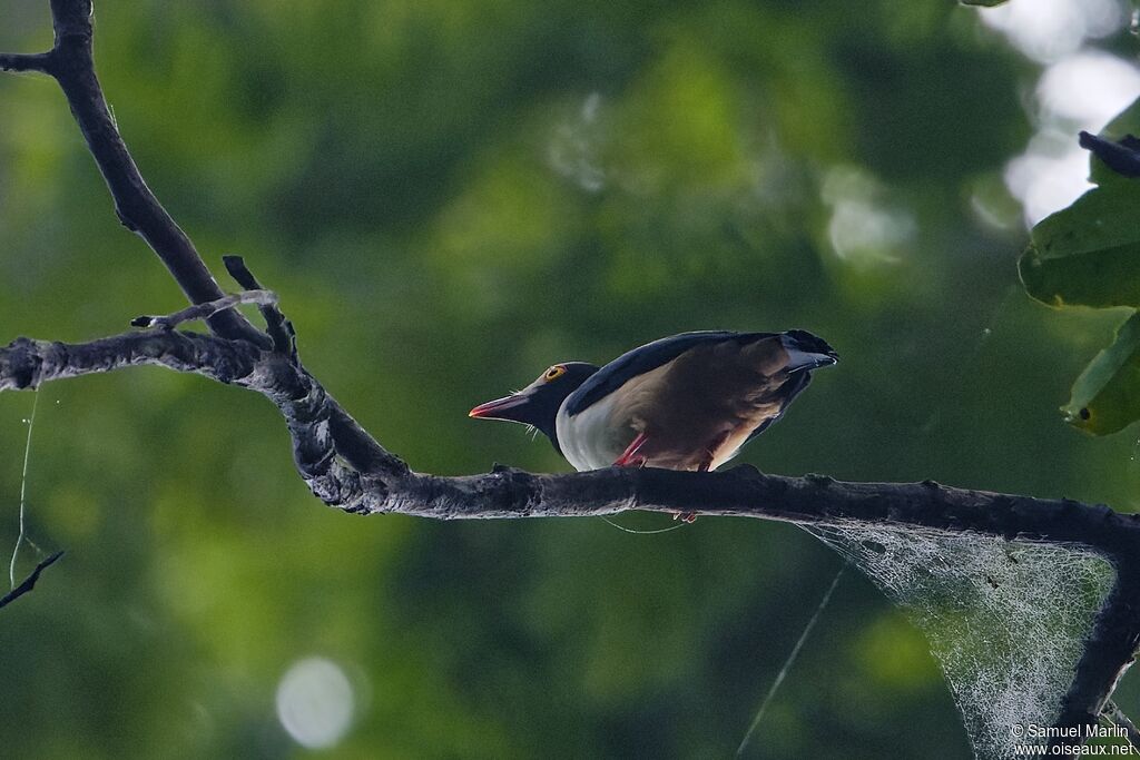 Bagadais à bec rougeadulte