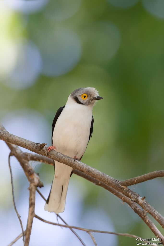 Bagadais casquéadulte
