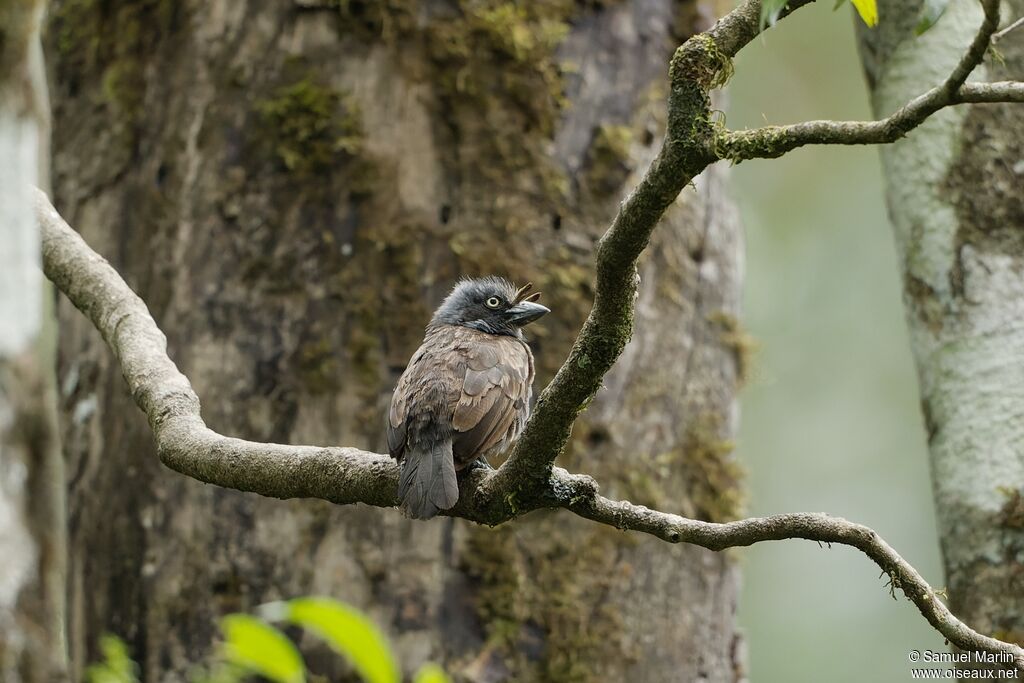 Grey-throated Barbet
