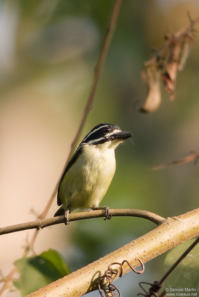 Barbion à croupion jauneadulte