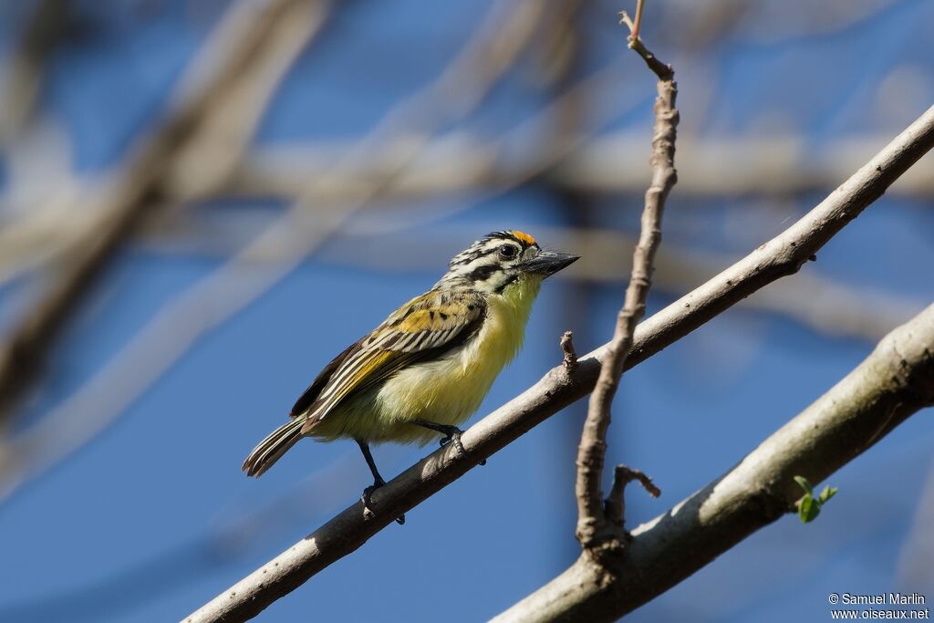 Yellow-fronted Tinkerbirdadult