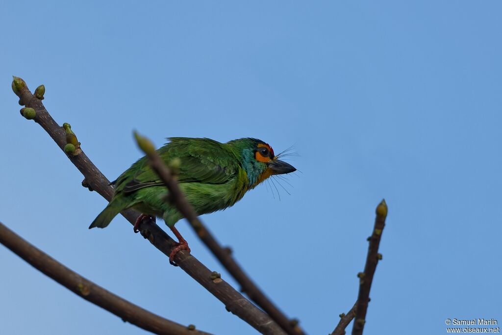Crimson-fronted Barbetadult