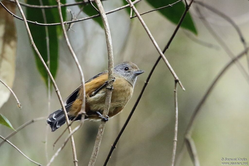 Variable Antshrike female adult