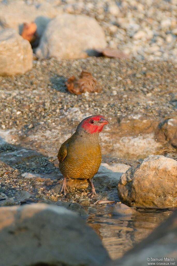 Orange-winged Pytilia