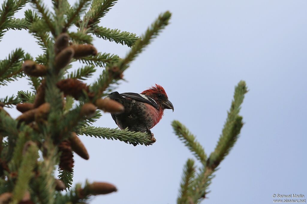 Two-barred Crossbill