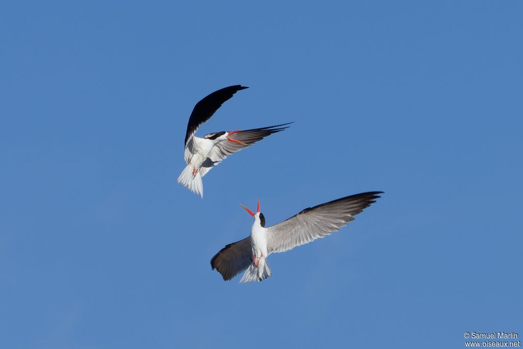 Bec-en-ciseaux d'Afriqueadulte, parade