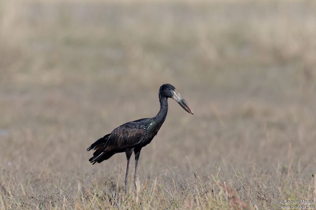 Bec-ouvert africainadulte