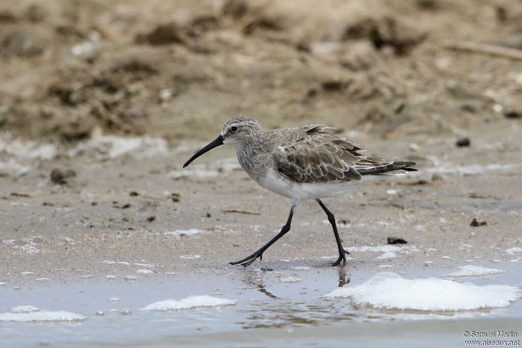 Curlew Sandpiperadult