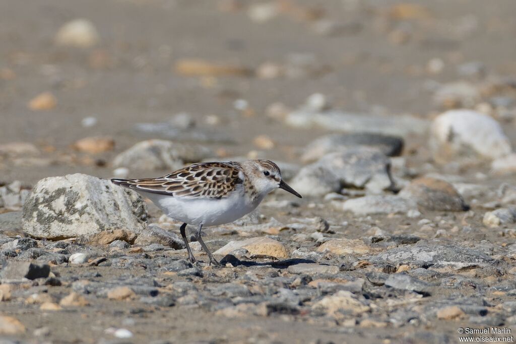 Bécasseau minuteadulte