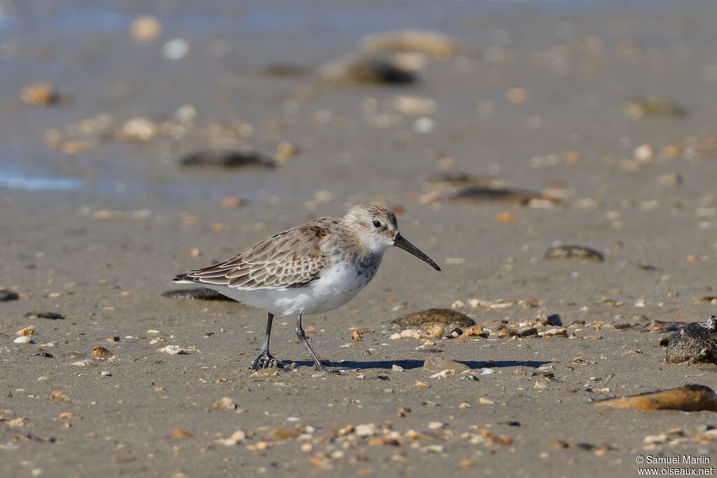 Bécasseau variableadulte