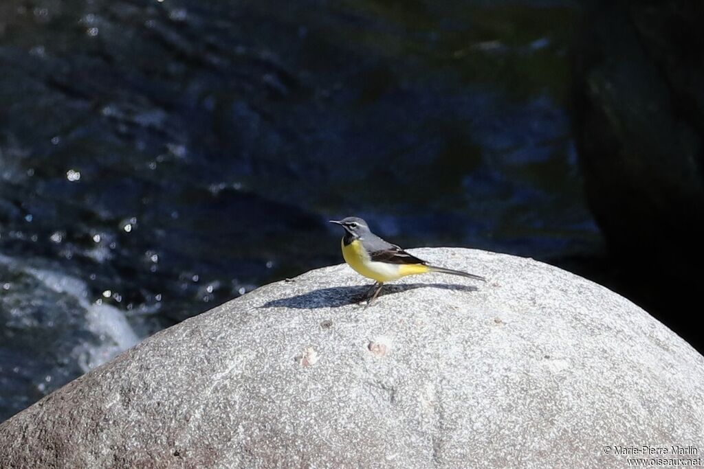 Grey Wagtailadult
