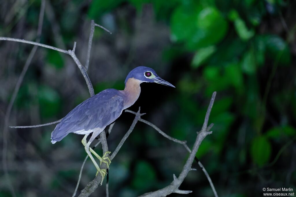 Bihoreau à dos blancadulte