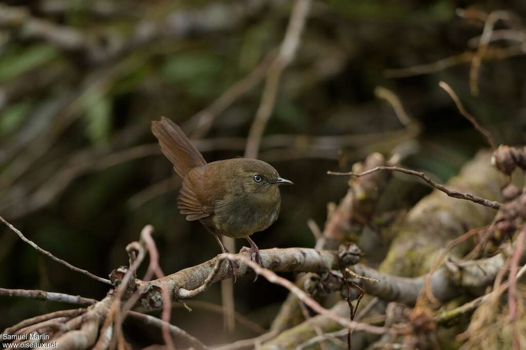 Sri Lanka Bush Warbleradult