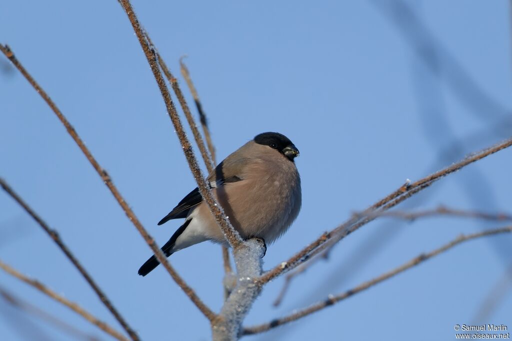 Bouvreuil pivoine femelle adulte