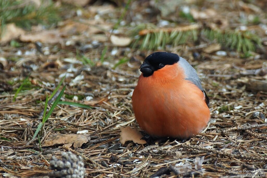 Eurasian Bullfinch male adult
