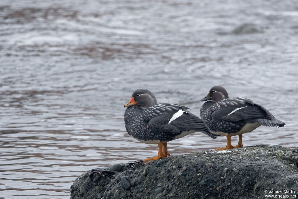 Flying Steamer Duckadult