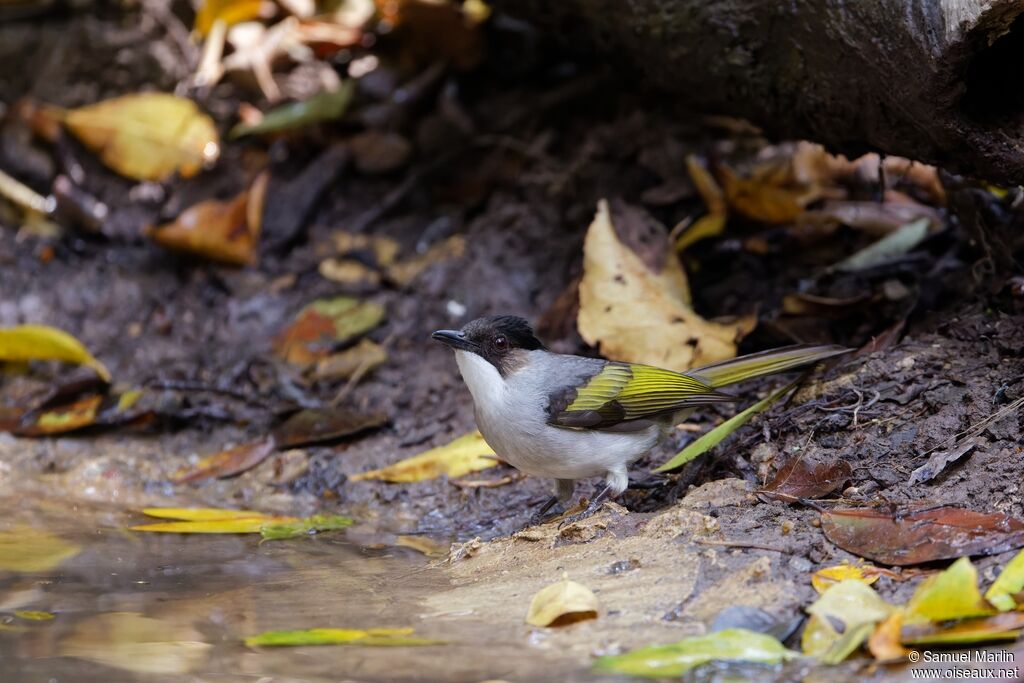 Bulbul à ailes vertes