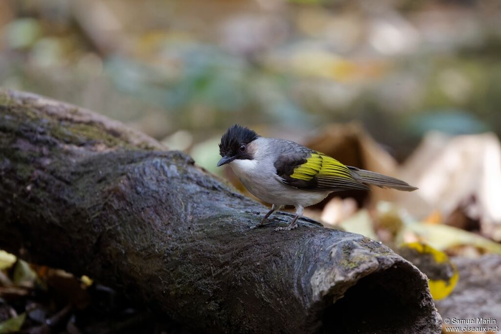 Bulbul à ailes vertesadulte