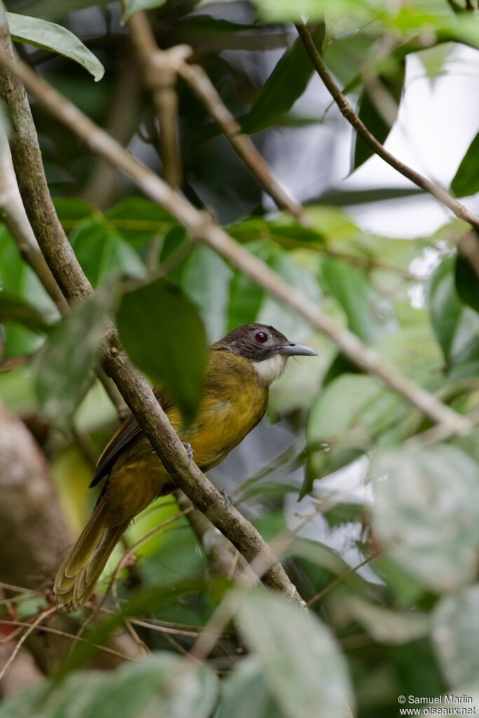 Bulbul à barbe blancheadulte