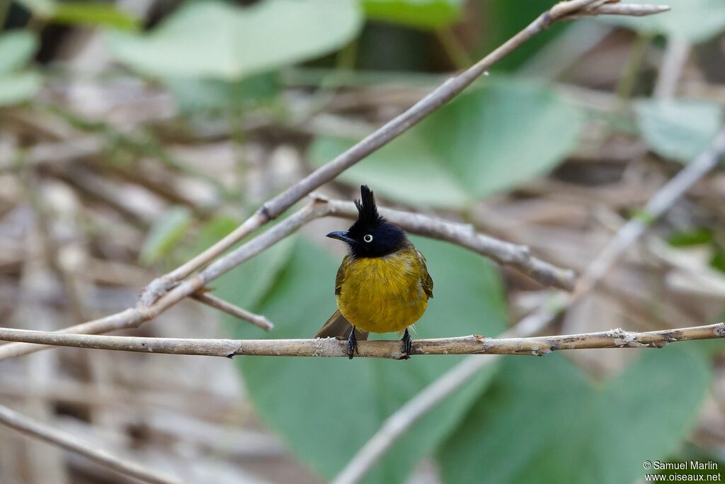 Bulbul à huppe noireadulte