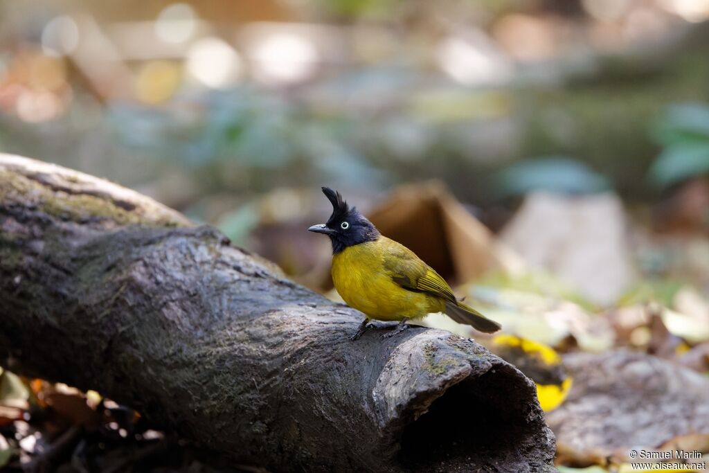 Bulbul à huppe noireadulte