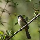 Bulbul à poitrine brune