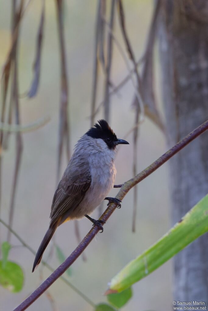 Bulbul à poitrine bruneadulte