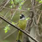 Bulbul à semi-collier