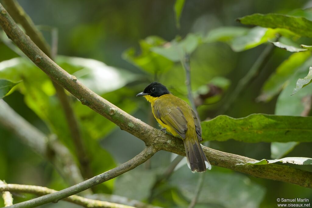 Bulbul à tête noireadulte