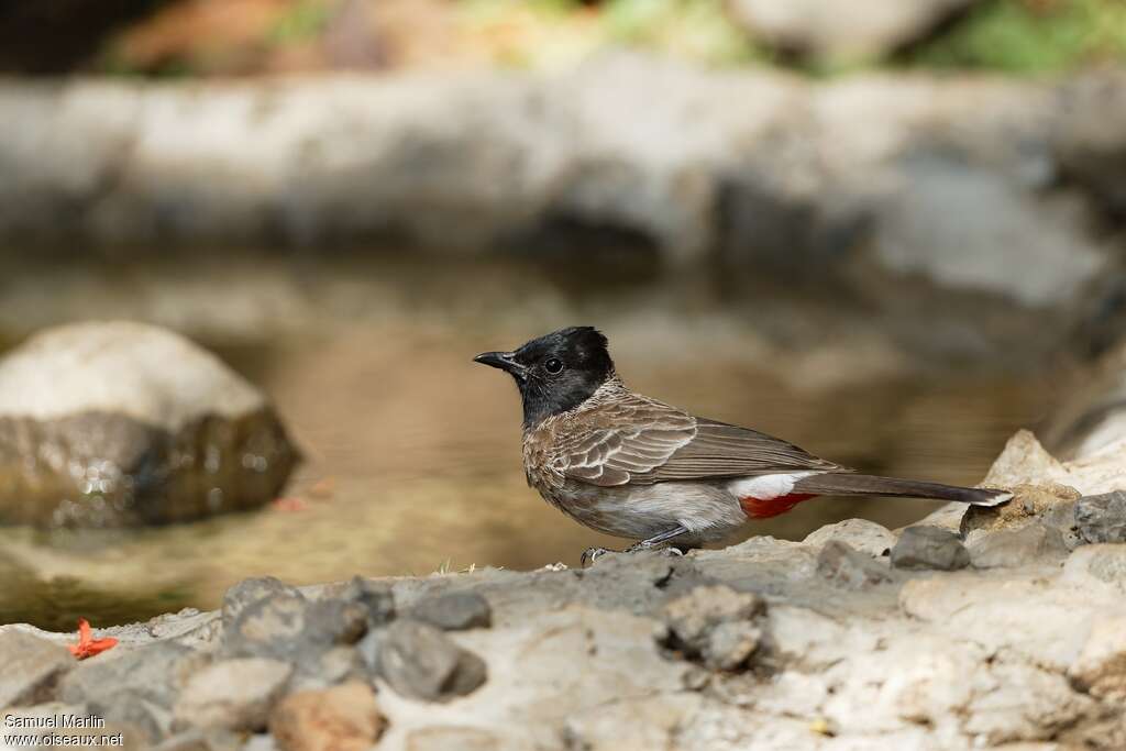 Red-vented Bulbuladult, drinks