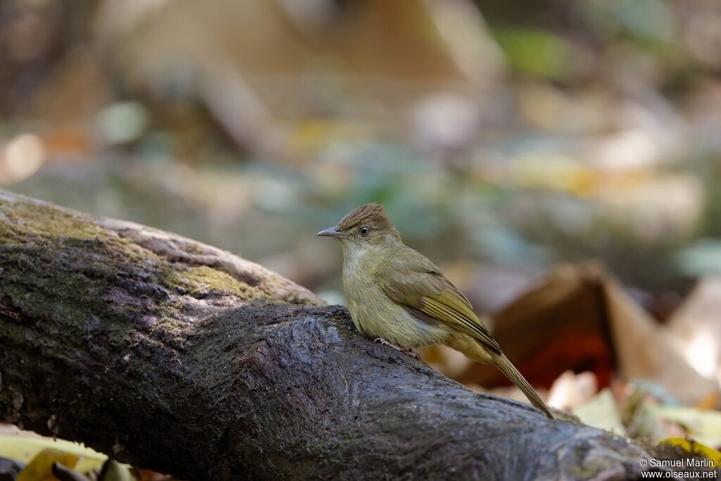 Bulbul aux yeux grisadulte