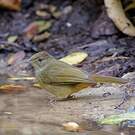 Bulbul aux yeux gris