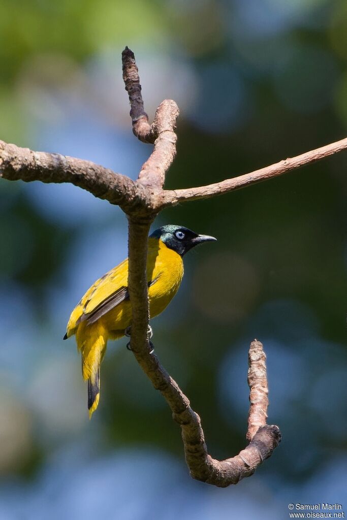 Bulbul cap-nègreadulte