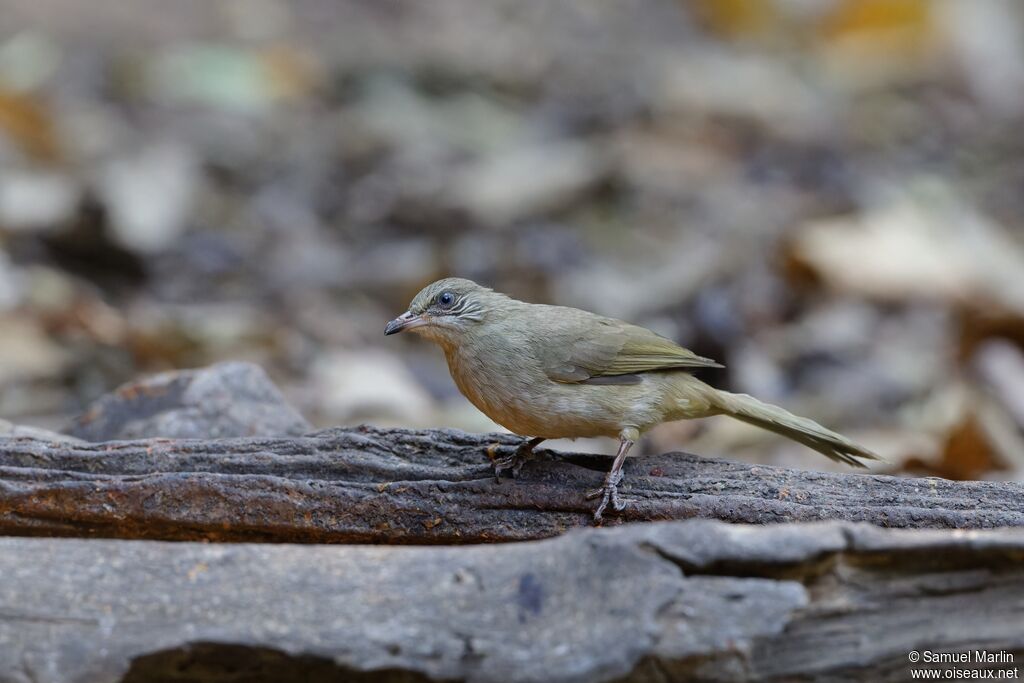 Bulbul de Conradadulte