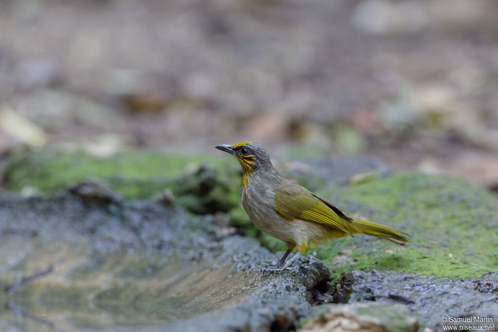 Bulbul de Finlaysonadulte