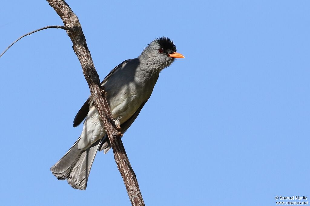 Malagasy Bulbuladult