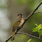 Bulbul de McClelland
