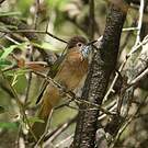 Bulbul de McClelland