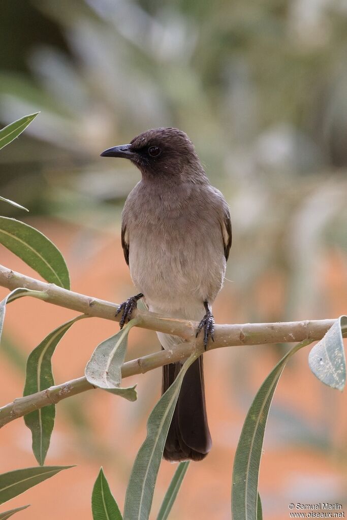 Common Bulbuladult